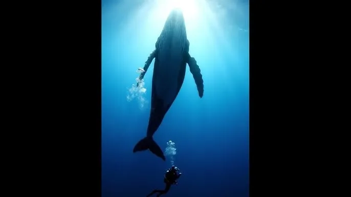 高山清渠在线观看 - 深蓝星球：探索海洋深处的未知世界